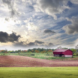 Puede incluir: Un paisaje rural con un granero rojo bajo un cielo nublado. El primer plano muestra un campo de hierba verde y tierra marrón. Las vacas pastan en la distancia, con árboles en el horizonte.