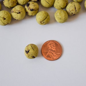 K&ouml;nnte beinhalten: Eine Ansammlung kleiner, runder, hellgr&uuml;ner, texturierter Kugeln mit dunkelbraunen Einschl&uuml;ssen, die &uuml;ber den Rahmen verstreut sind. Eine Kugel liegt neben einer kupferfarbenen Ein-Cent-M&uuml;nze aus den USA, um die relative Gr&ouml;&szlig;e der Objekte zu zeigen.