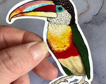 Sticker aracari, aracari à crête bouclée, autocollant oiseau, cadeau aracari, cadeau oiseau, autocollant animal, autocollant imperméable, cadeau autocollant, cadeau animal