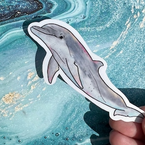 Rainbow edge dolphin sticker, dolphin sticker, dolphin gift, waterproof sticker, bottle nose dolphin sticker, dolphin decor, dolphin