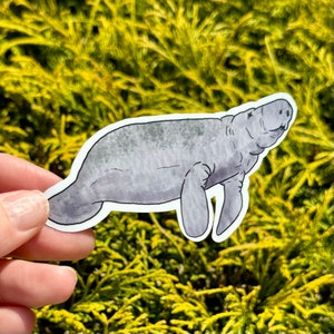 Watercolor manatee sticker, waterproof sticker, manatee sticker, manatee, manatee gift, watercolor sticker, vinyl sticker, animal gift