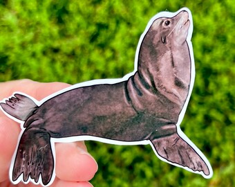 Sea lion water proof sticker, waterbottle sticker, sea lion, pinniped, sea lion gift, zookeeper gift