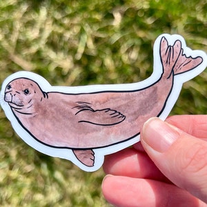 Hawaiian Monk Seal Sticker, monk seal sticker, rainbow monk seal, seal sticker, monk seal gift, monk seal, seal gift, rainbow seal