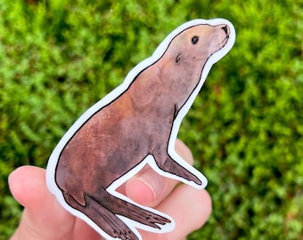 Sea lion water proof sticker, waterbottle sticker, sea lion, pinniped, sea lion gift, zookeeper gift