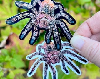 Rose hair tarantula sticker, tarantula sticker, animal sticker, tarantula gift, tarantula, rose hair tarantula, spider sticker, spider gift