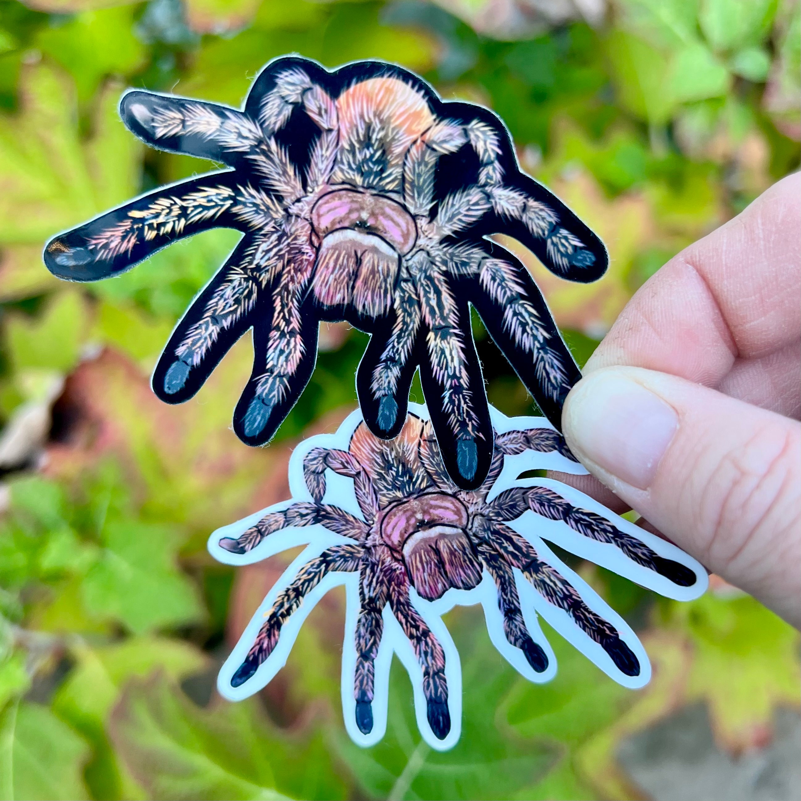 Rainbow Tarantula - Etsy