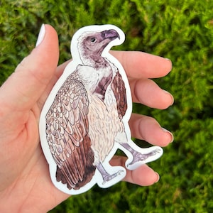 White Backed Vulture Sticker, bird of prey sticker, waterproof sticker, waterbottle sticker, vulture sticker, vulture gift, vulture art