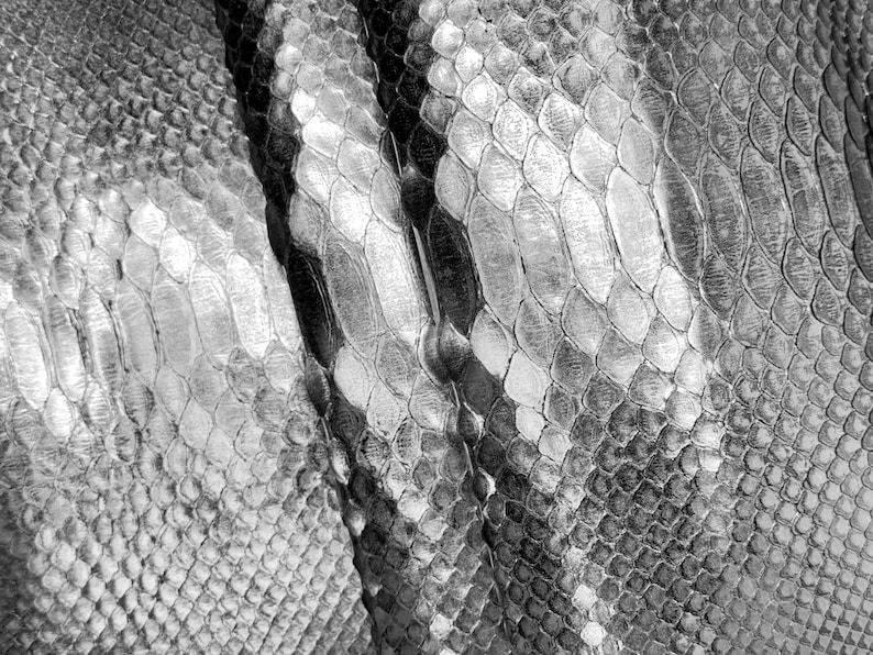 May include: Close-up of a snakeskin pattern in shades of gray and white. The scales vary in size and shape, creating a textured surface. The pattern is detailed and intricate, with a natural, organic aesthetic.