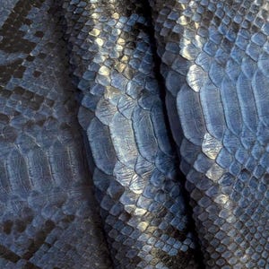May include: Close-up of blue and black snake skin. The scales have a textured appearance and vary in size and shape. The color transitions from dark blue to lighter shades, creating a pattern.