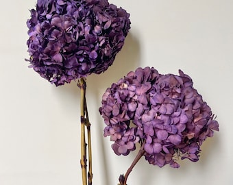 Dried Preserved Hydrangeas - Large Head - Ruffled Big Petals | Dried Flower Floral Design - RAISIN Berry