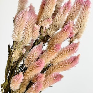 Bunch of Natural Preserved Ptilotus Exaltatus Fur Heads | Dried Flower Floral Design | Natural Arrangement | DIY Dried Wedding Bouquet