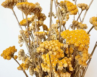 Preserved Strawflower Yellow Lonas Flower | Natural Dried Floral Design | Natural Arrangment | DIY Flowers Wedding Bouquet | Home Decoration