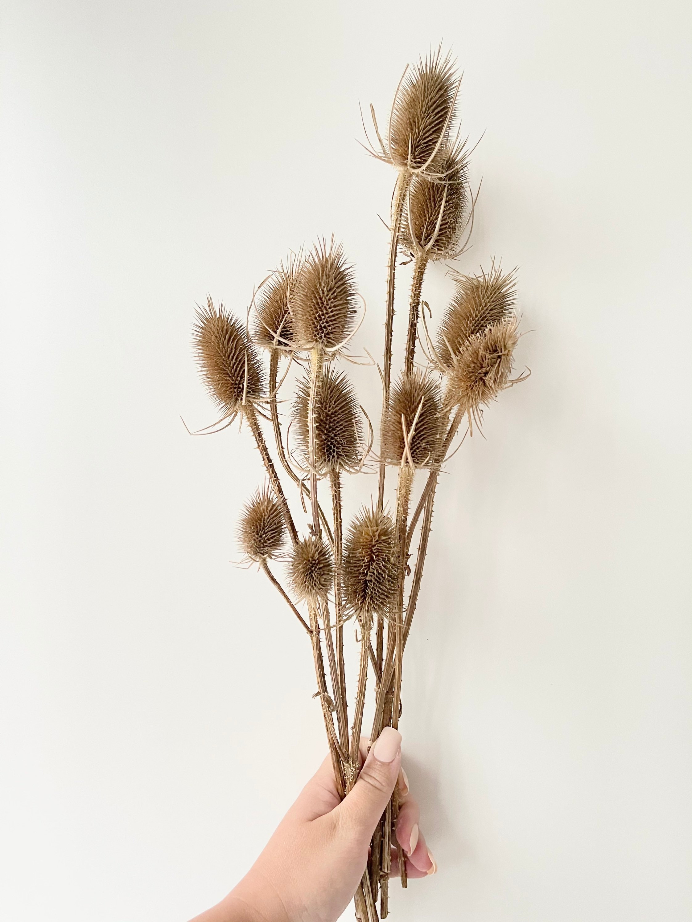 Preserved Bunch of Dried Native Thistle Beige Neutral Colour Etsy