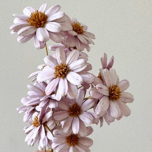 以下が含まれることがあります： 茶色の中心を持つ、薄紫色の花の束。 花びらは繊細で層状になっており、柔らかく質感のある外観です。 花はまとまっており、完全で視覚的に魅力的なアレンジメントを作成しています。 茎は細くて茶色です。