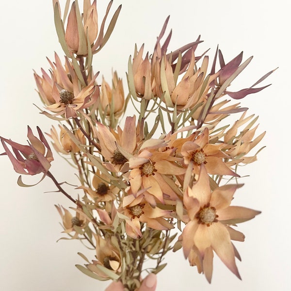 Dried Preserved - Native Australian Bush LEUCADENDRON PLANT Head - Natural Tones | Flower Design | Boho Arrangement | DIY Wedding Bouquet