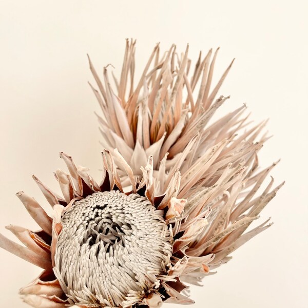Dried Preserved Natural Australian King Protea Plant Head | Dried Flower Floral Design | Boho Arrangement | DIY Dried Wedding Bouquet