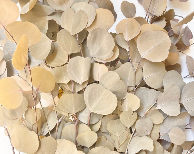 Preserved Dried Native Eucalyptus Olive Brown POLY GUM Leave Branch Cut ...