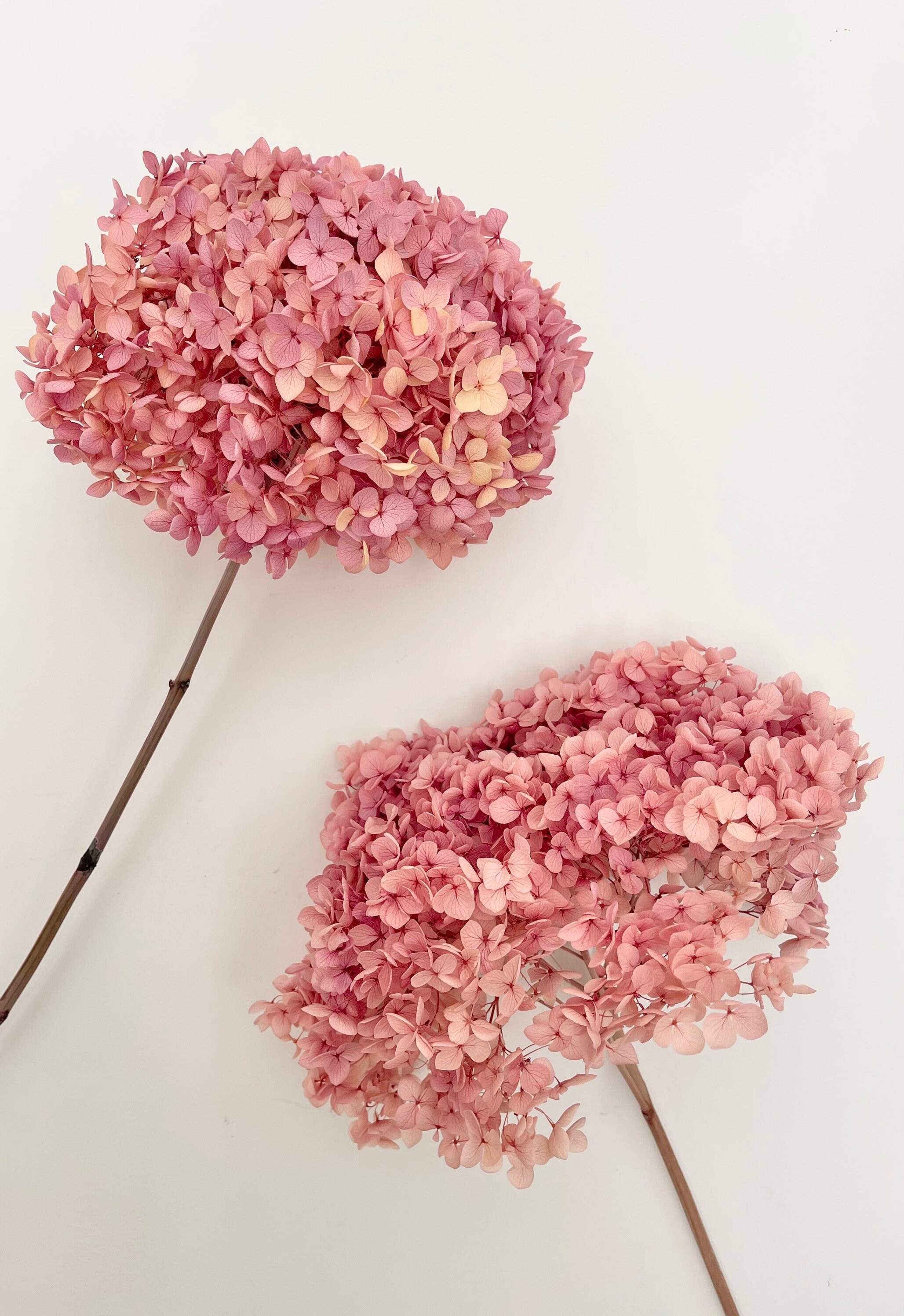 Preserved Hydrangeas Medium Head Dried Flower Floral Etsy