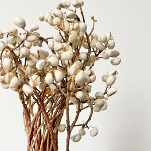 Dried Preserved JOB TEARS Adlay Grain Fruit Pods  Branch | Flower Floral Design | Natural Arrangement | DIY Dried Flowers Wedding Bouquet