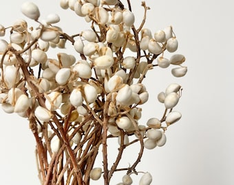 Dried Preserved JOB TEARS Adlay Grain Fruit Pods  Branch | Flower Floral Design | Natural Arrangement | DIY Dried Flowers Wedding Bouquet