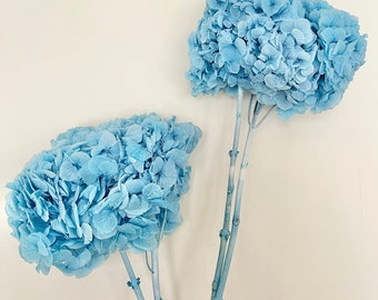 Dried Preserved Hydrangeas - Large Head - Ruffled Big Petals | Dried Flower Floral Design | CYAN BLUE