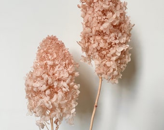 High Quality - Paniculata Preserved Hydrangeas | Blush Pink | Floral Design | Natural Arrangement | DIY Flowers  Bouquet