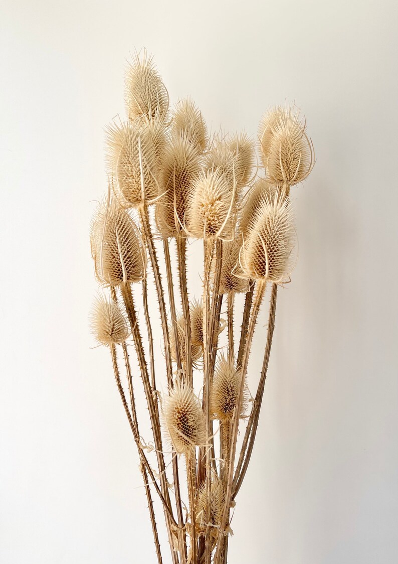 Preserved Bunch of Dried Native Thistle natural Colour Etsy Australia