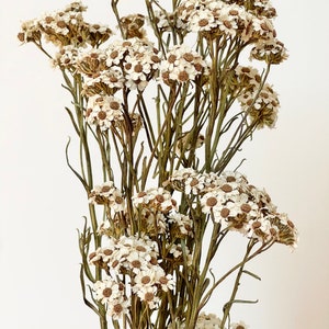 Preserved Dried Bunch of LONG Stems Mountain Ixodia Daisies | White Neutral | Natural Arrangement | DIY Flowers Wedding Bouquet | Home Decor