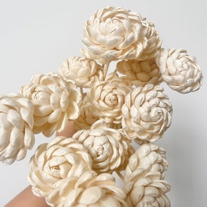 May include: A bouquet of cream-coloured sola wood flowers. The flowers are arranged in a cluster and have a delicate, layered texture.