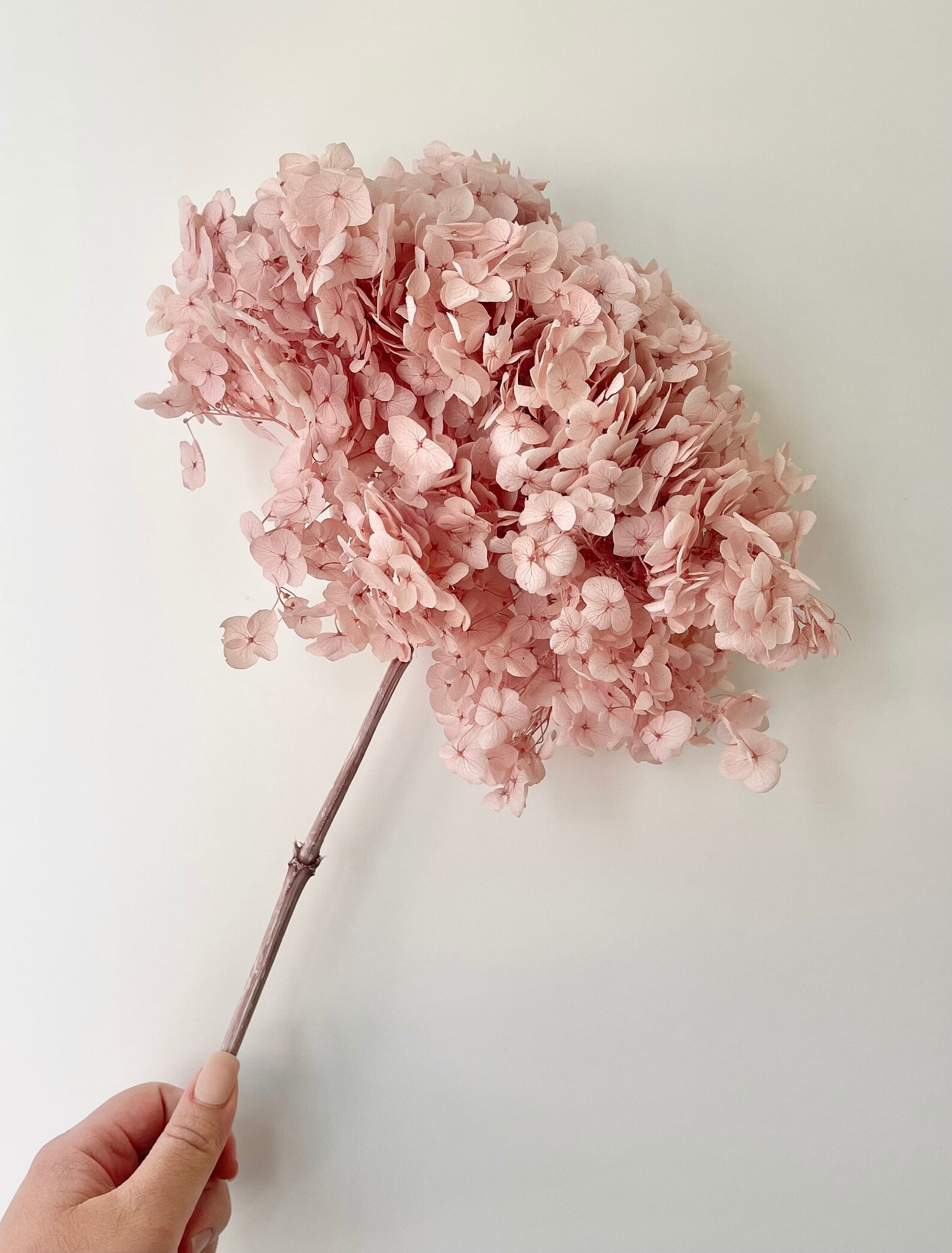 Dried Preserved Hydrangeas Medium Head High Quality Etsy