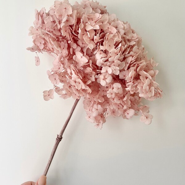 Hortensias conservadas secas - Cabeza media - Alta calidad / Diseño floral de flores secas / Arreglos naturales / Color pastel en polvo