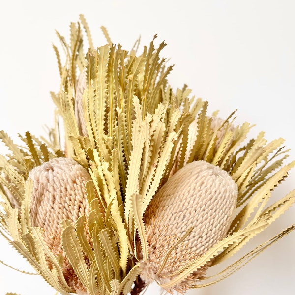 Dried Preserved Natural Australian Banksia Hookerina Plant Head | Dried Flower Floral Design | Boho Arrangement | DIY Dried Wedding Bouquet
