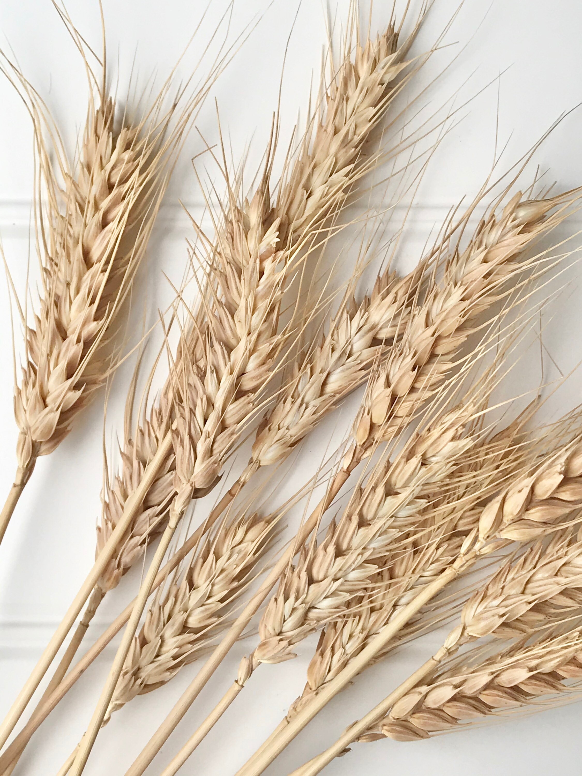 Bunch of Preserved NATURAL WHEAT Oats High Quality Dried Etsy Australia