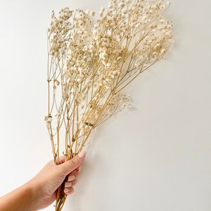 Preserved Natural BABY BREATHS Gypsophila Flower Stems Dried Flowers DIY Wedding Bouquet Boho Decor Crafts Arrangement Hamper Floral image 3