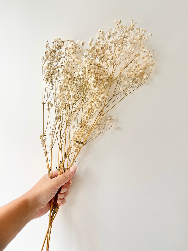 Preserved Natural BABY BREATHS Gypsophila Flower Stems Dried Flowers DIY Wedding Bouquet Boho Decor Crafts Arrangement Hamper Floral image 3