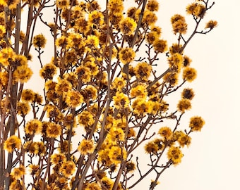 Preserved Dried Native Stringlia |Australian Floral Design - Honey Bee | Natural Arrangement | DIY Flowers Wedding Bouquet | Boho Decor