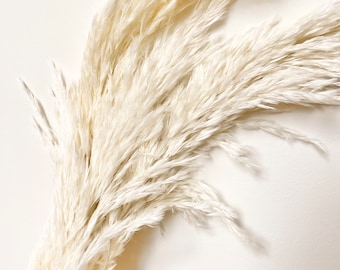 Preserved White Long Stemmed - Bleached WHITE FLUFFY Reed Ferns Pampas - Floral Design | Arrangement | DIY Dried Flowers Wedding Bouquet