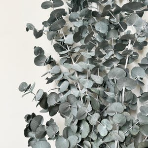 Preserved Dried Native XL Large Eucalyptus Ice BLUE GUM Leave Branch ...