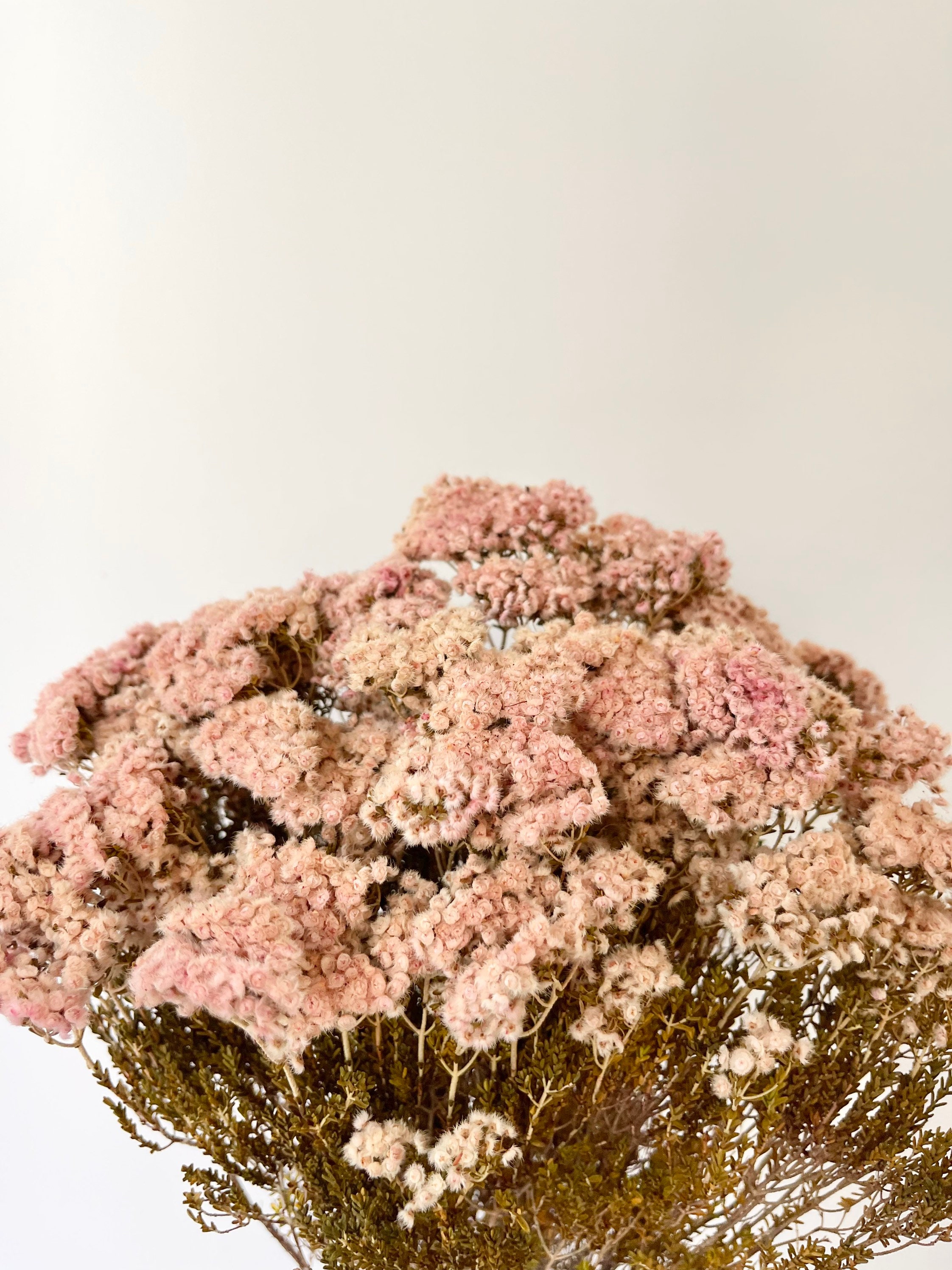 Preserved Dried Native Verticordia Myrtle Feather Fur Flowers Etsy