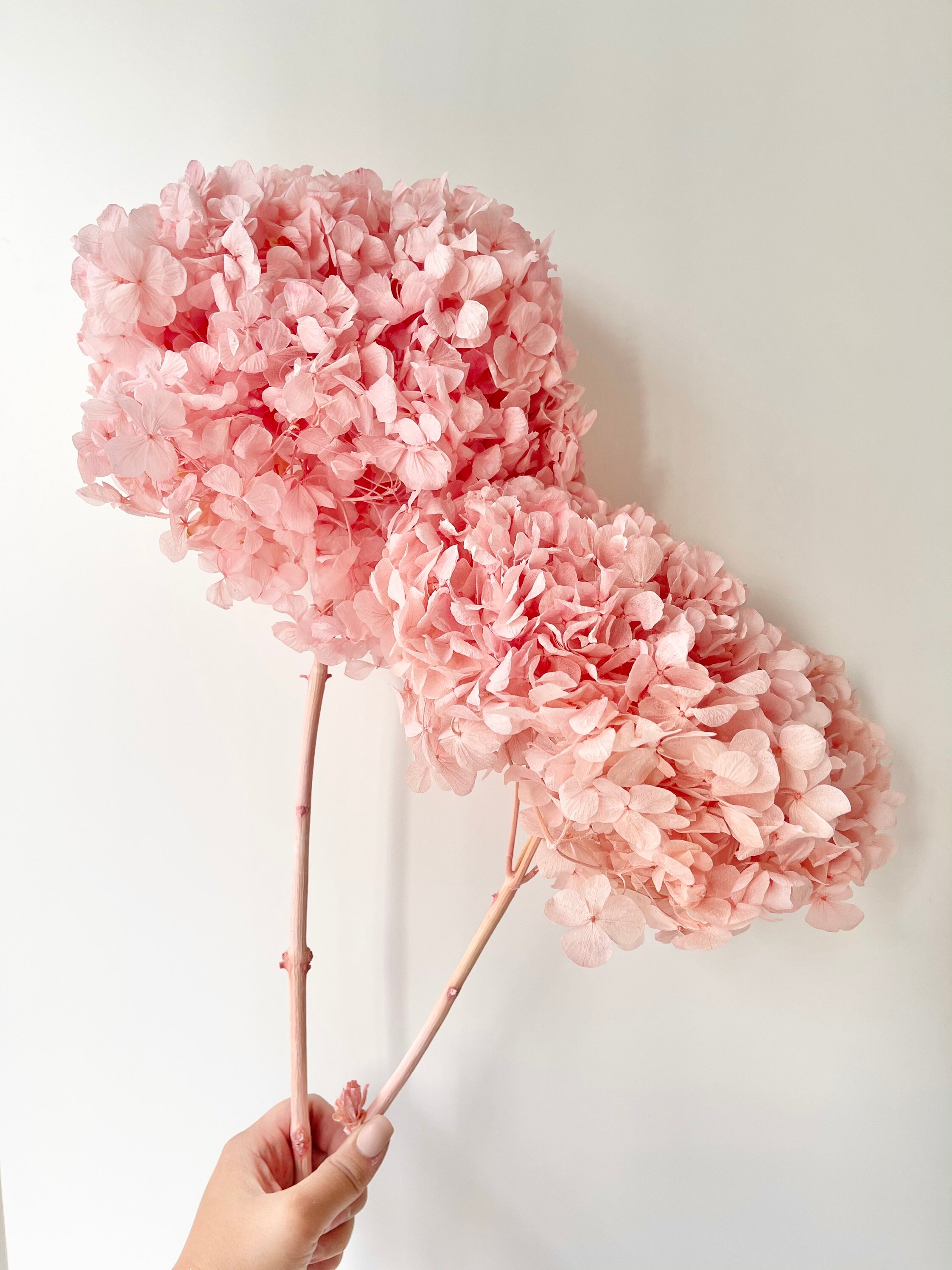 Dried Preserved Hydrangeas Xlarge Head Ruffled Big Petals Etsy