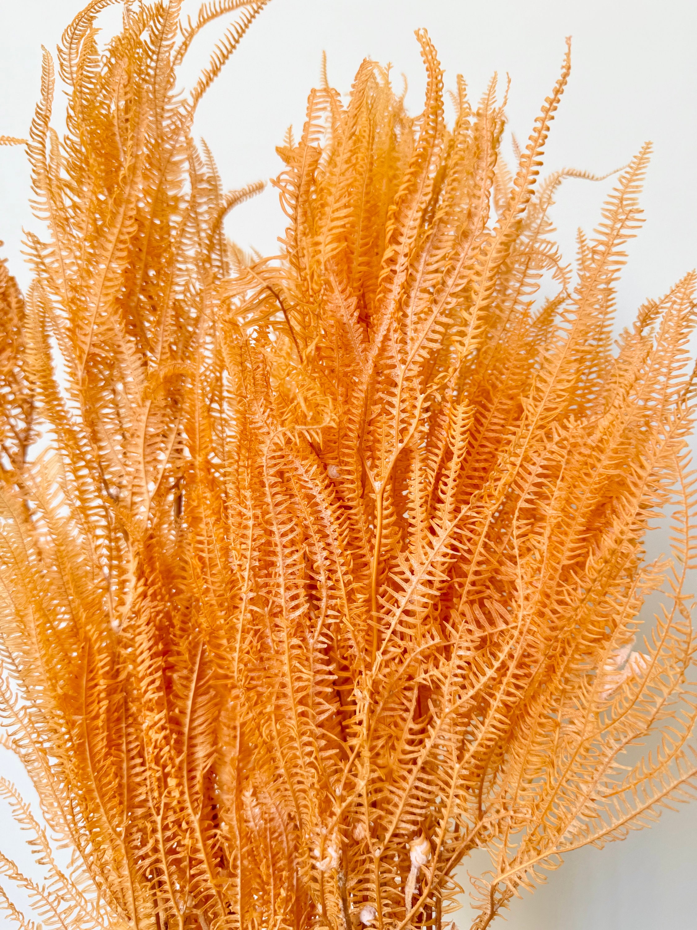 Preserved Helecho Ferns - Peach Fuzz | Dried Flower Floral Design | Natural Arrangement | DIY Wedding Bouquet
