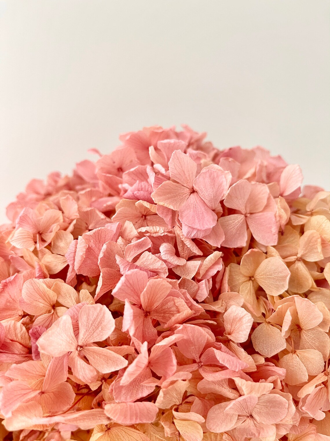 Dried Preserved Hydrangeas Xlarge Head Ruffled Big Petals Etsy