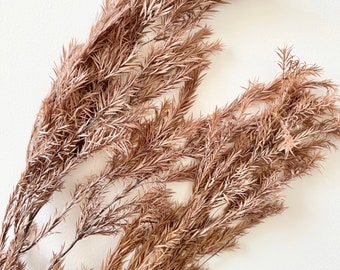 May include: A bunch of dried pampas grass with long, thin, brown stems and feathery plumes.