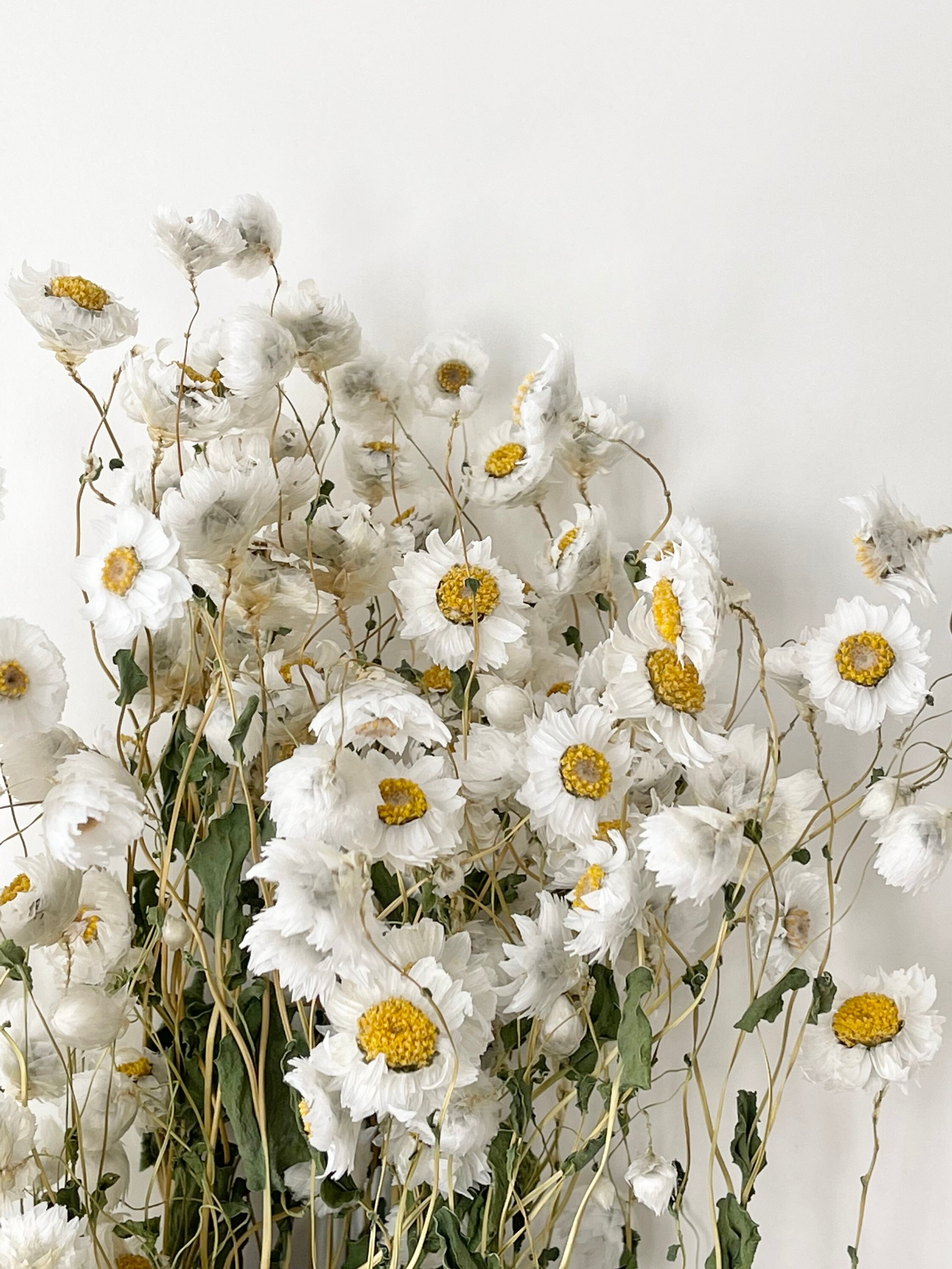 Dried Daisy White Flowers,250+ Real Chrysanthemum Rhodanthe