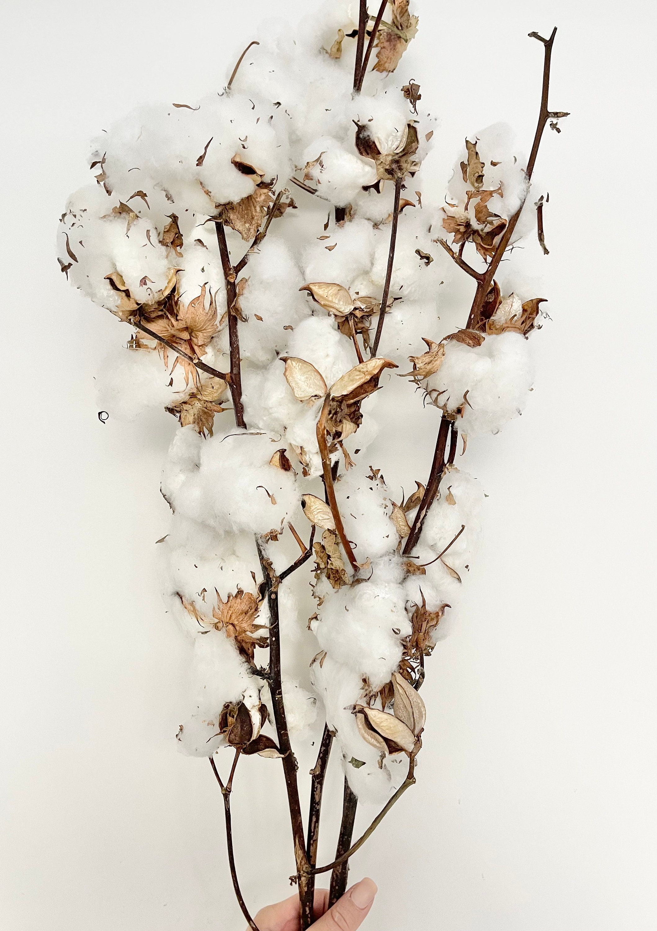 Rustic Quality Dried White Cotton Tree Branch Dried Floral Etsy