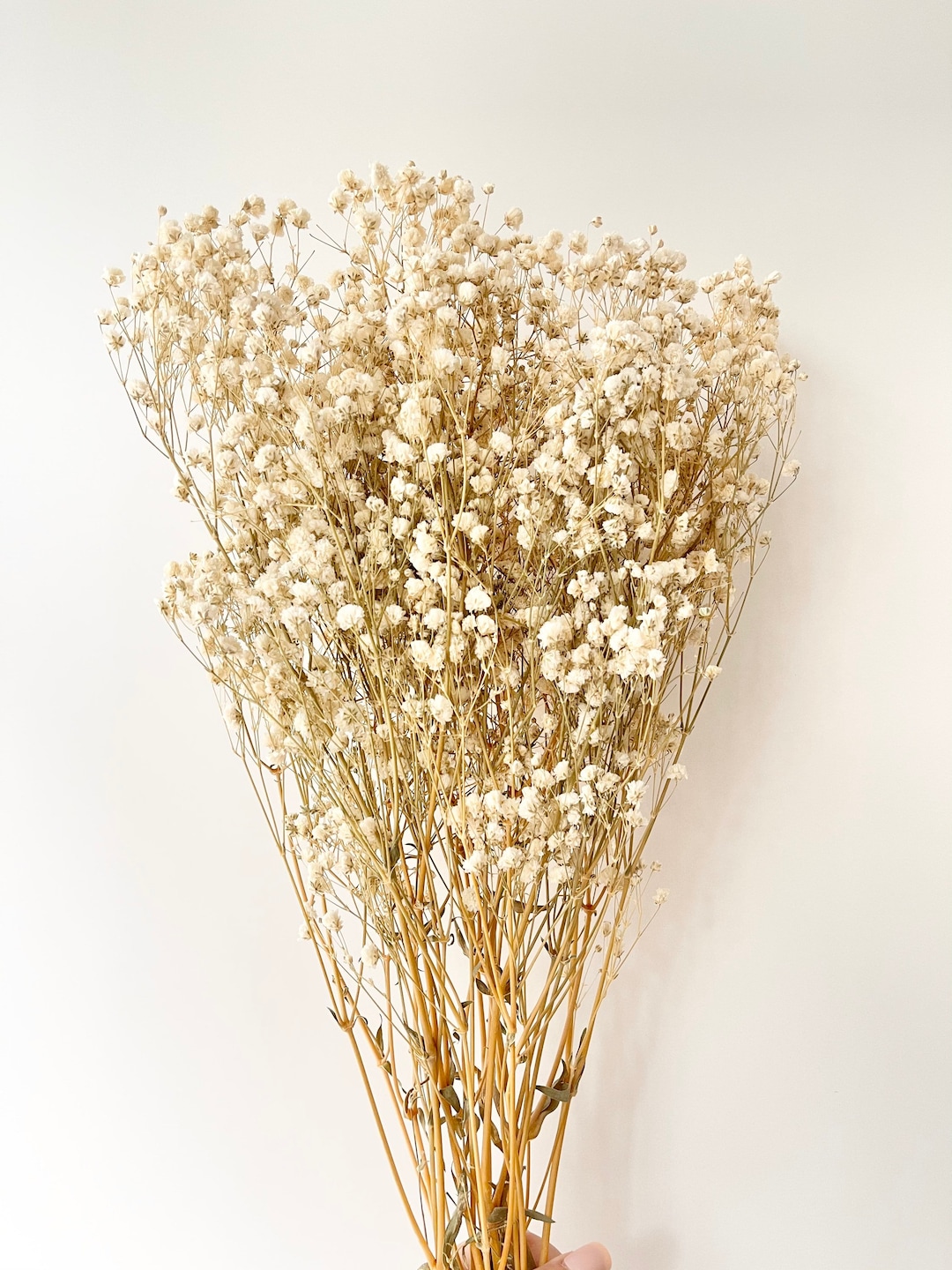 Dried Flowers Babys Breath Bouquet Ivory White Natural Gypsophila Branches  for Home Decor Wedding Dry Flowers