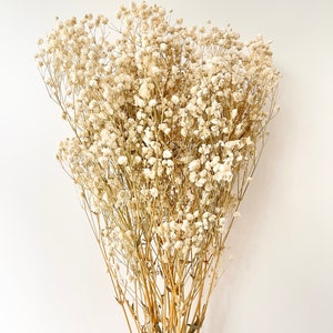 Preserved Natural BABY BREATHS Gypsophila Flower Stems | Dried Flowers | DIY Wedding Bouquet Boho Decor Crafts Arrangement Hamper Floral