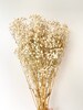 Preserved Natural BABY BREATHS Gypsophila Flower Stems | Dried Flowers | DIY Wedding Bouquet Boho Decor Crafts Arrangement Hamper Floral 
