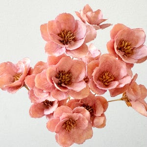 May include: A bouquet of peach-colored flowers with textured petals and golden centers. The flowers are clustered together, creating a full and delicate arrangement. The background is a plain white, highlighting the soft colors of the blooms.
