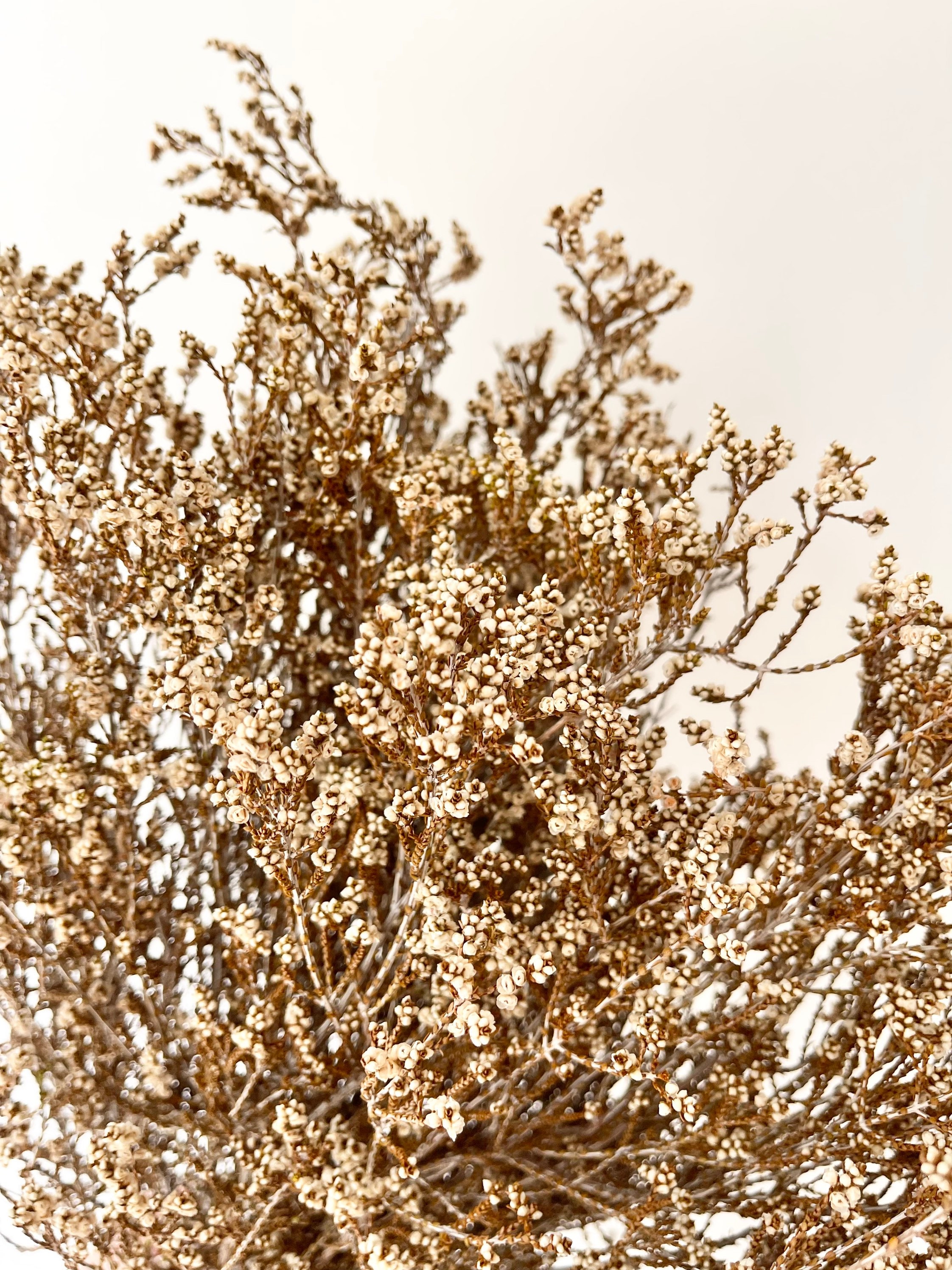 Air Dried Baby Breath-natural Dried Baby Breath-flowers for Resin 